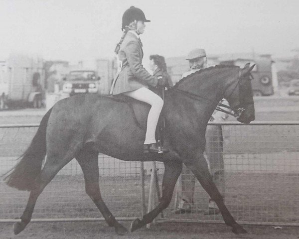 horse Agar Timmy Tiptoes (British Riding Pony, 1986, from Rosevean Merry Mountain)