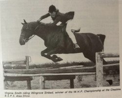 Pferd Wingrove Sinbad (Welsh Partbred, 1967, von Downland Chevalier)