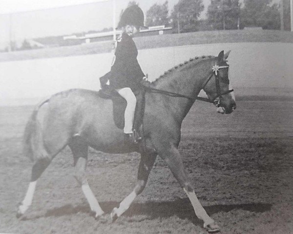 Pferd Lindisfarne Jingle Bell (Welsh Partbred, 1982, von Victor)