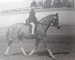 horse Lindisfarne Jingle Bell (Welsh Partbred, 1982, from Victor)