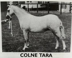 horse Colne Tara (Welsh mountain pony (SEK.A), 1989, from Moorcock Bracken)