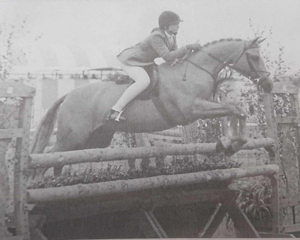 Pferd Carlden Fantasia (Welsh Partbred, 1975, von Sarnau Golden Cloud)