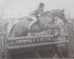 horse Carlden Fantasia (Welsh Partbred, 1975, from Sarnau Golden Cloud)