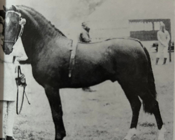 stallion Burton September Morn (New Forest Pony, 1966, from Newtown Roy)