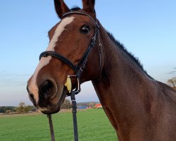 broodmare Fabulous move (Hanoverian, 2005, from Falsterbo)