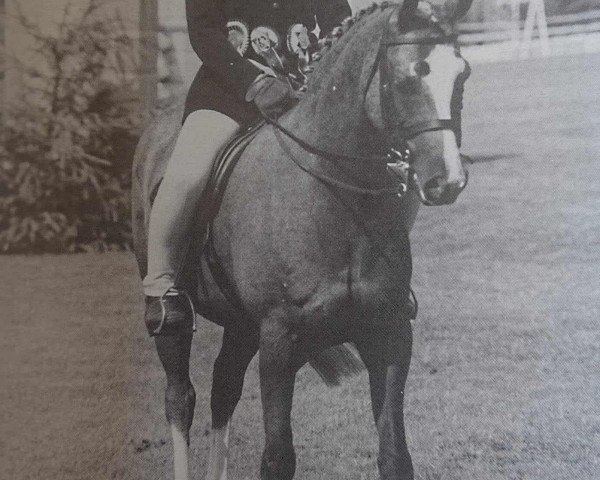 horse Downland Coriander (Welsh-Pony (Section B), 1985, from Downland Chevalier)