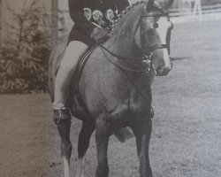 Pferd Downland Coriander (Welsh Pony (Sek.B), 1985, von Downland Chevalier)