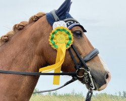 Dressurpferd Kaisers Karlchen (Deutsches Reitpony, 2013, von Kaiser Franz 3)