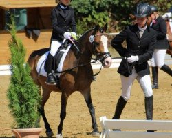 dressage horse Lina 156 (Welsh mountain pony (SEK.A), 2009)