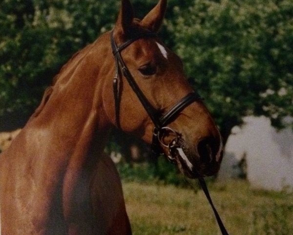 horse Etienne 79 (Saxony-Anhaltiner, 1991, from Eisvogel)