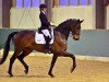 dressage horse Belcanto 55 (German Sport Horse, 2017, from Bailando)