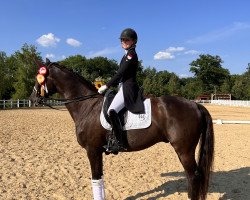 dressage horse Florimax (Holsteiner, 2007, from Florencio I)