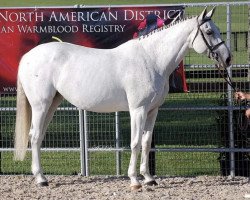 broodmare Casablanca la Silla (Holsteiner, 2002, from Cassini I)