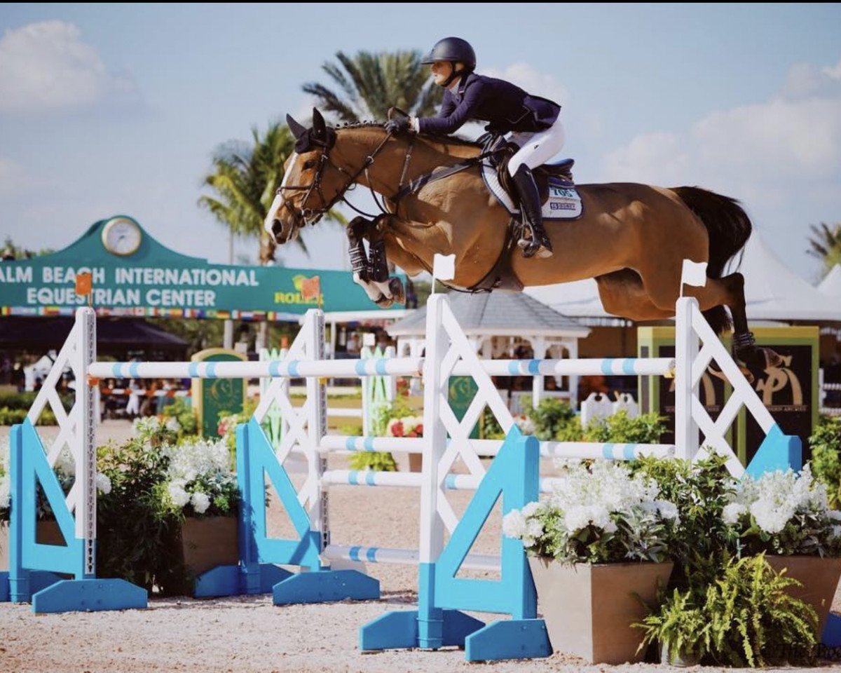 jumper Cassandra F (Swedish Warmblood, 2008, from Heartbeat)