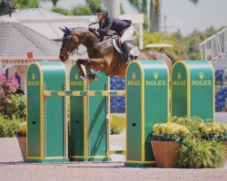 broodmare Gentille (Belgian Warmblood, 2006, from Heartbreaker)