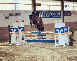 jumper Copenhagen 12 (Danish Warmblood, 2018, from Volstrups Cash)