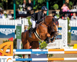 stallion Exelero 2 (Oldenburg show jumper, 2008, from Chacco-Blue)