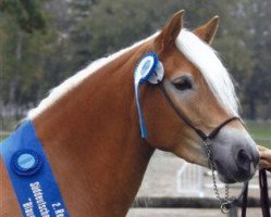 broodmare Amely (Haflinger, 2006, from Anthony)