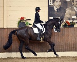 dressage horse Viva Levantina (Oldenburg, 2016, from Vivaldi)