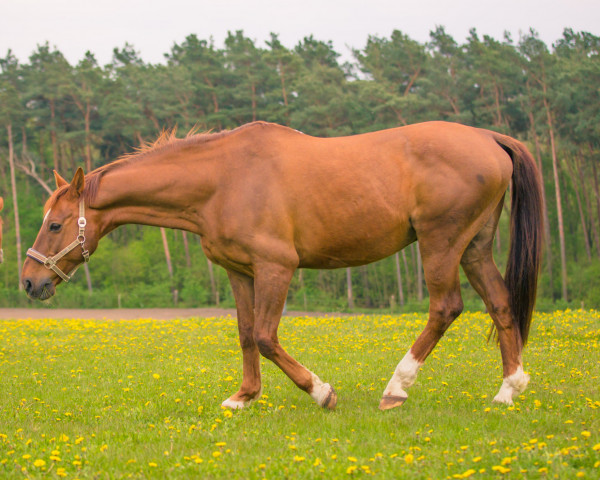 horse Allyx (Brandenburg, 1996, from Azarro (Aachen))