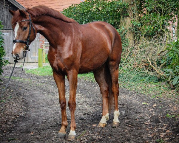 dressage horse Finnigan's Fairytale (Hanoverian, 2019, from Finnigan)