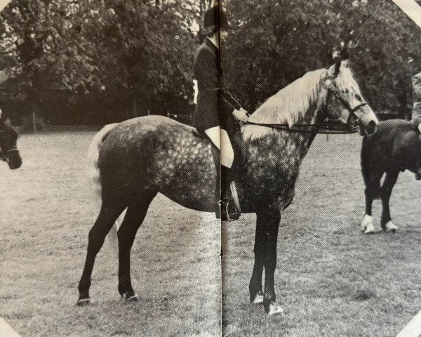 Pferd Garryhack Midnight Sheileog (Connemara-Pony, 1975, von Ceileog)