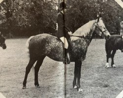 Pferd Garryhack Midnight Sheileog (Connemara-Pony, 1975, von Ceileog)