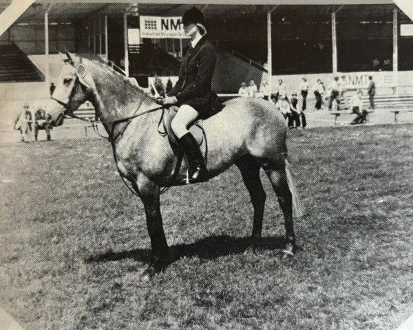horse Whalton Shepherds Delight (British Riding Pony, 1974, from Shalbourne Wildfire)
