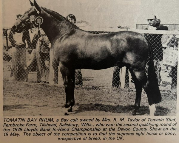 horse Tomatin Bay Rhum (New Forest Pony, 1977, from Tomatin Golden Gorse)