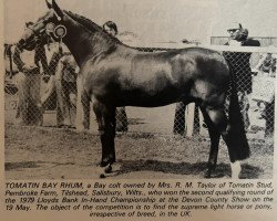 horse Tomatin Bay Rhum (New Forest Pony, 1977, from Tomatin Golden Gorse)