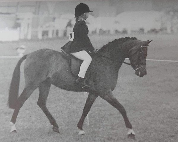 Pferd Twylands Query (Welsh Pony (Sek.B), 1983, von Orielton Aristocrat)