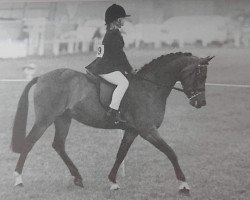 horse Twylands Query (Welsh-Pony (Section B), 1983, from Orielton Aristocrat)