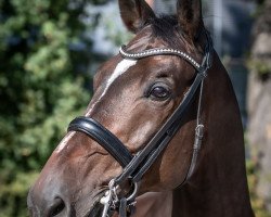 dressage horse Valpiano 2 (Trakehner, 2010, from Exclusiv)