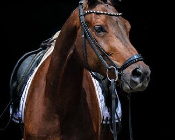 dressage horse Obama 20 (Trakehner, 2019, from SPEEDWAY 7)