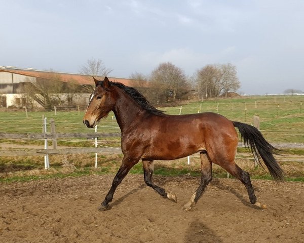 Pferd Salvado (Cruzado, 2020)