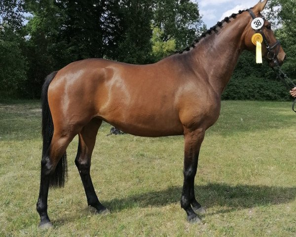 dressage horse Hella Exclusiv (Trakehner, 2019, from High Motion 2)