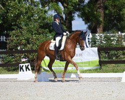 dressage horse Sweet Rosalie N (Hanoverian, 2017, from Spörcken)