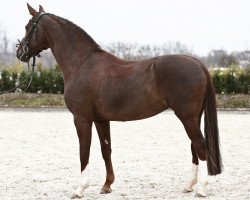 dressage horse Royal Rouge 7 (Oldenburg, 2017, from Royal Doruto OLD)