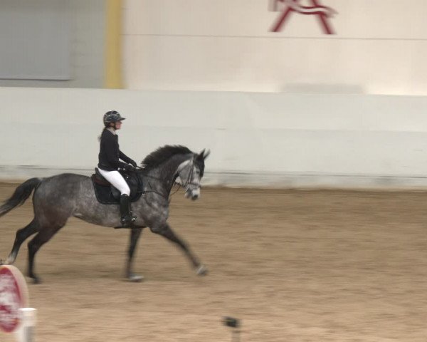 Reitturnier Stadl-Paura 2024