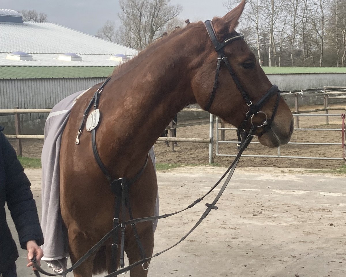Springpferd Calenardhon B (Holsteiner, 2018, von Cascadello)