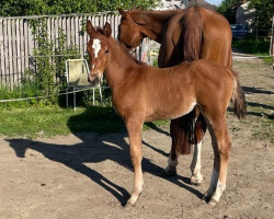 jumper Koralle L (Austrian Warmblood, 2022, from Vingino)