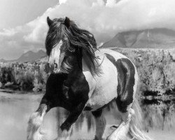 Deckhengst SD Chief (Tinker / Irish Cob / Gypsy Vanner, 2000, von The old horse of Wales)