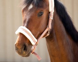 jumper Chacfly's Calina (Hanoverian, 2019, from Chacfly PS)