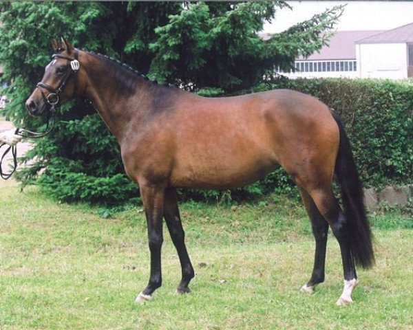 broodmare Premiere VIII (Trakehner, 2003, from Cadeau)