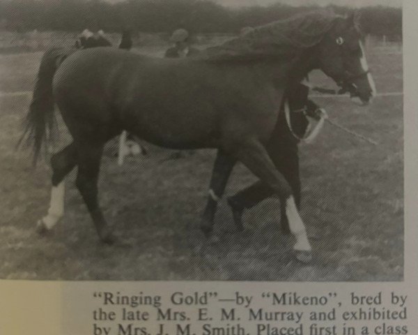 stallion Ringing Gold ox (Arabian thoroughbred, 1961, from Mikeno 1949 ox)