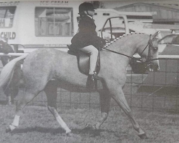 Pferd Milford Forsythia (Welsh Pony (Sek.B), 1985, von Daimar Figurehead)