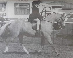 horse Milford Forsythia (Welsh-Pony (Section B), 1985, from Daimar Figurehead)