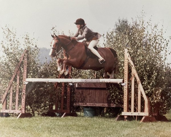 horse Carlins Dry Ginger (Welsh Partbred, 1979, from Cusop Faithful)