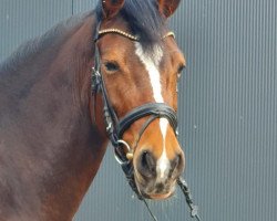 broodmare Labonita ZV (German Riding Pony, 2015, from Best Boy)