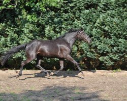 Zuchtstute Shanaja ZV (Deutsches Reitpony, 2015, von Hurrikan Heros)